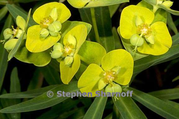 euphorbia dendroides 3 graphic